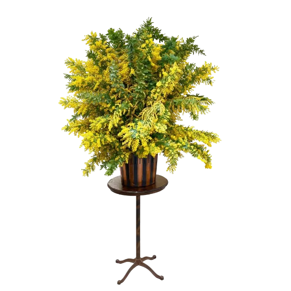 生け込み（大型・展示用）のサムネイル画像