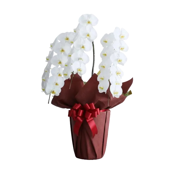 胡蝶蘭のメイン画像